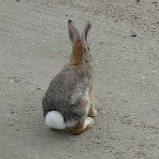 cottontail rabbit 2